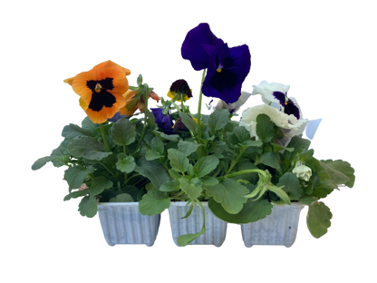 Pansy - 6 Pack Seedling Tray