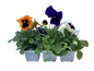 Pansy - 6 Pack Seedling Tray