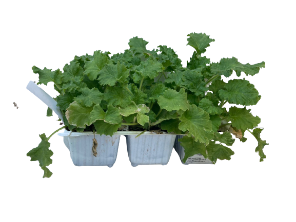 Primula -Seedling Tray