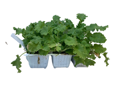 Primula -Seedling Tray