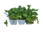 Primula -Seedling Tray