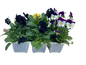 Viola Mix 6 Pack Seedling Tray (Various Colours)