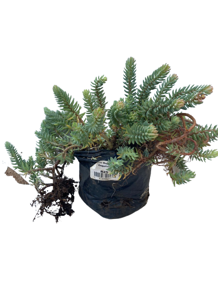Sedum Rupestre 'Angelina' - 1L