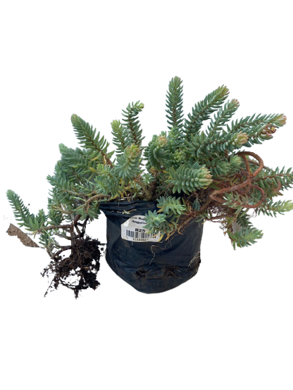 Sedum Rupestre 'Angelina' - 1L