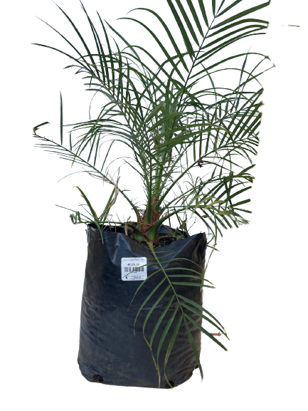 Phoenix Roebelenii - Dwarf Date Palm - Various Sizes