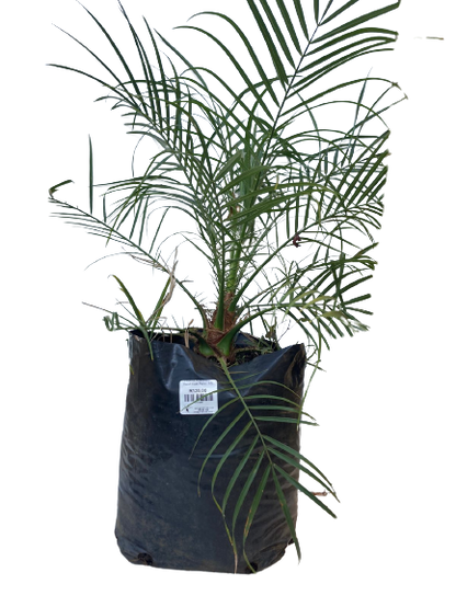 Phoenix Roebelenii - Dwarf Date Palm - Various Sizes