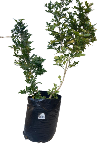 Murraya exotica 10lt
