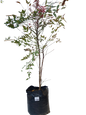 Nandina domestica - 10L