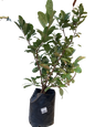 Viburnum Sinensis - 10L