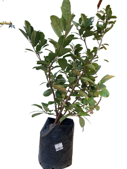 Viburnum Sinensis - 20L