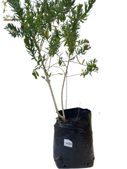 Polygala Myrtifolia 10L