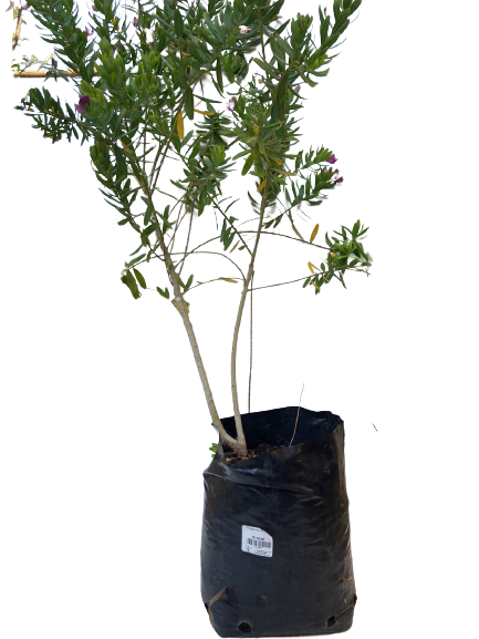 Polygala Myrtifolia 10L