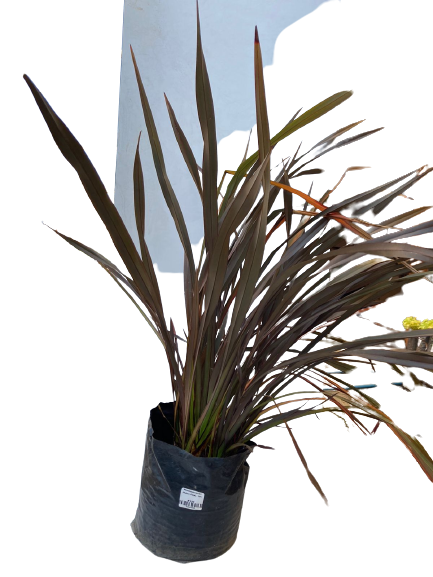 Phormium tenax (Rubra Flax) - 10L – Gardenvale