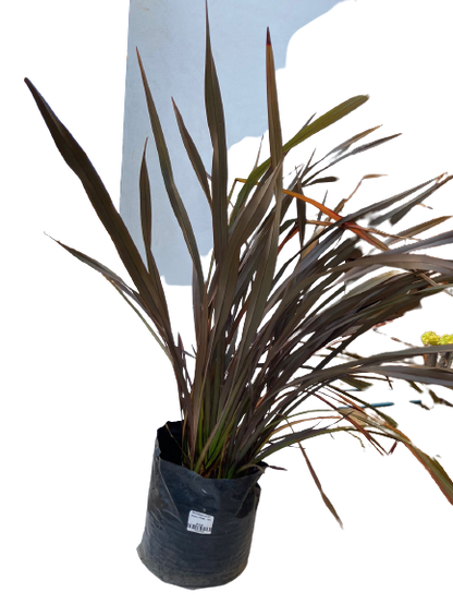 Phormium tenax (Rubra Flax) - 10L