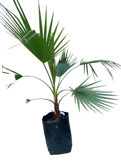 Washingtonia robusta 20lt