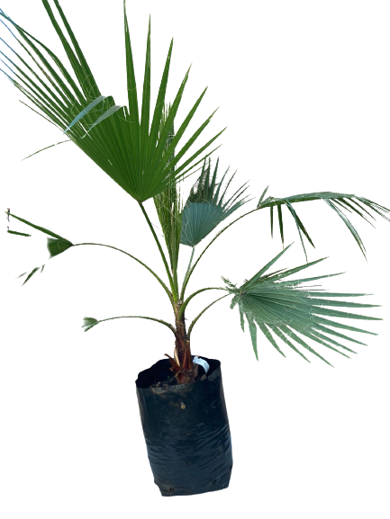 Washingtonia robusta 20lt