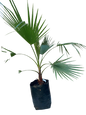 Washingtonia robusta 20lt