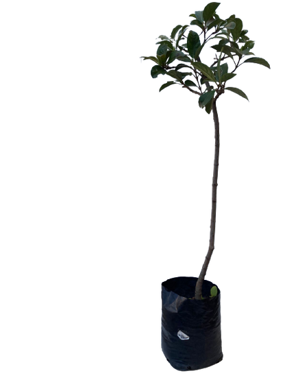 Viburnum odoratissimum sinensis Std 10 lt