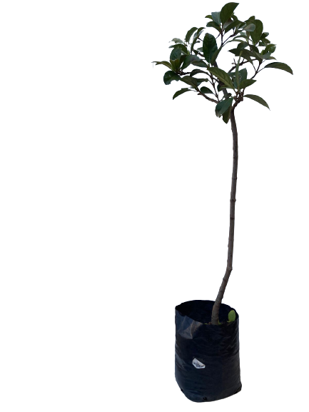 Viburnum odoratissimum sinensis Std 10 lt