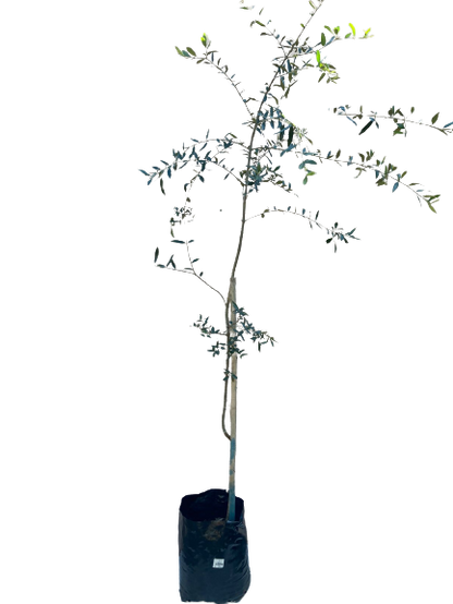 Olea Africana (wild Olive ) 20 lt