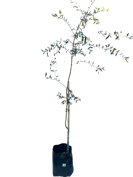 Olea Africana (wild Olive ) 20 lt