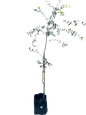 Olea Africana (wild Olive ) 20 lt