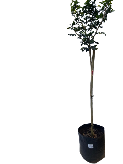 Murraya Exotica Standard - 13L