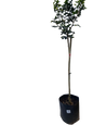 Murraya Exotica Standard - 13L