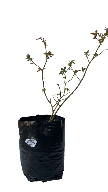 Iceberg Rose Bush - 5L