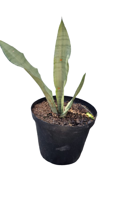 Sansevieria Moonglow 25cm