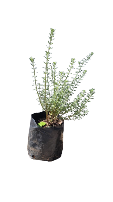 Westringia Brevifolia White 2L
