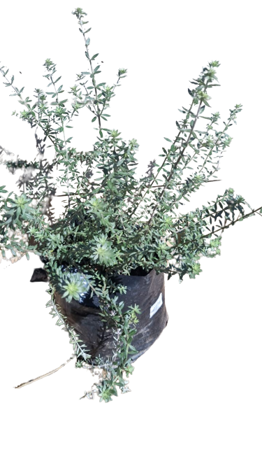 Westringia Brevifolia White 10L