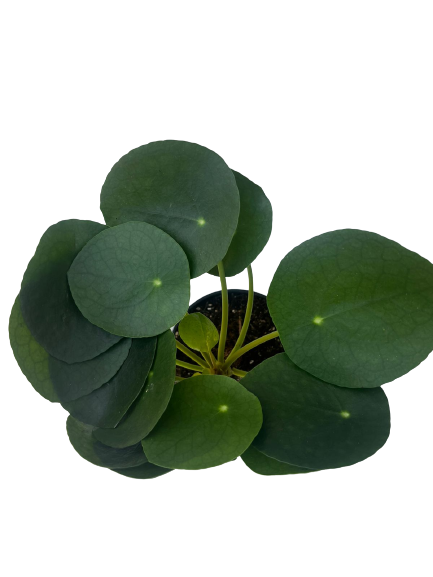 Pilea Peperomoides 12cm