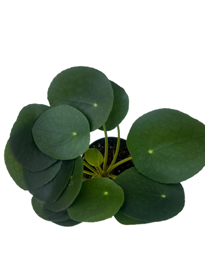 Pilea Peperomoides 12cm
