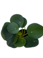 Pilea Peperomoides 12cm