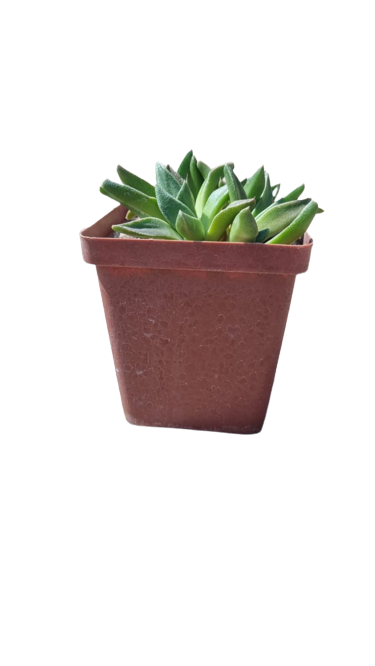 Aloinopsis Orpenii 10cm
