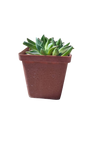 Aloinopsis Orpenii 10cm