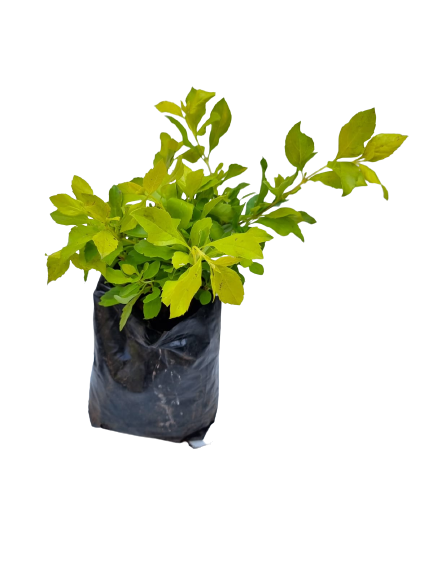 Duranta Gold Various