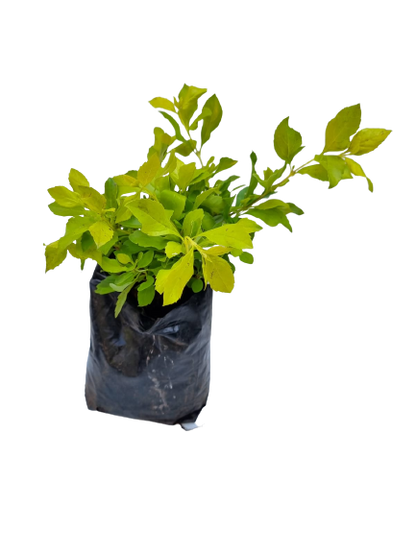 Duranta Gold Various