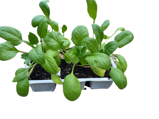Baby Spinach 6 Pack seedling mix