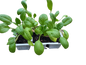 Baby Spinach 6 Pack seedling mix