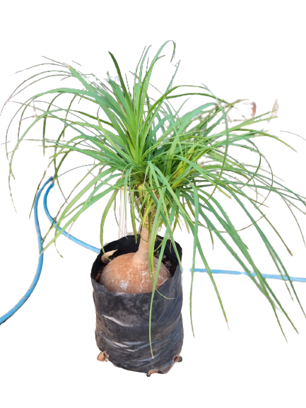 Beaucarnea recurvata (Ponytail Palm) - 20L