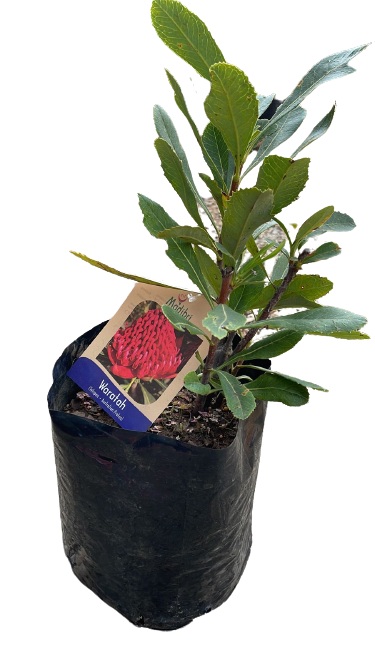 Telopea "Waratah"