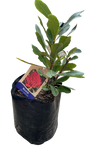 Telopea "Waratah"