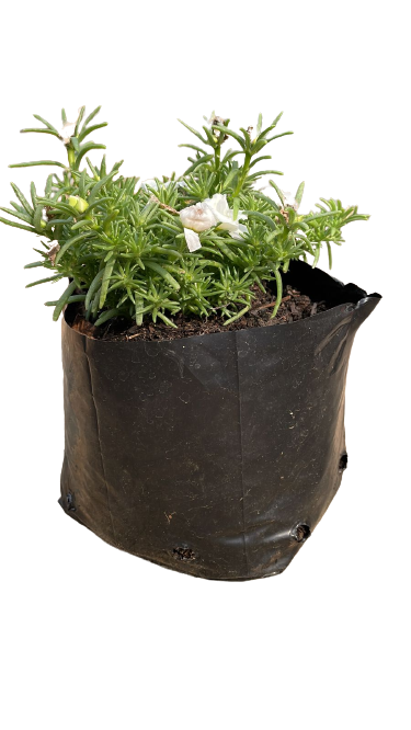Portulaca 3l
