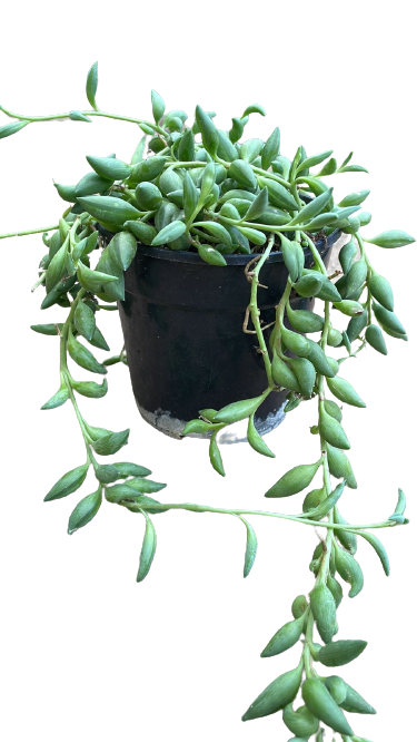 Senecio radicans 'Beads' Oval 12cm