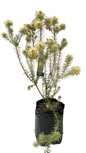 Phylica pubescens 'Vir Koppie'