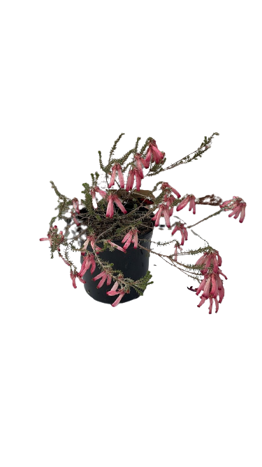 Erica Highveld Pink ( Cerinthoides )