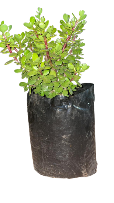 Spekboom 10L
