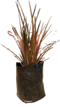 Phormium Tenax ( Flamingo) - 10L